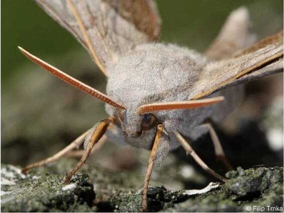 Laothoe populi - lišaj topolový | Sphingidae - lišajovití | Natura Bohemica