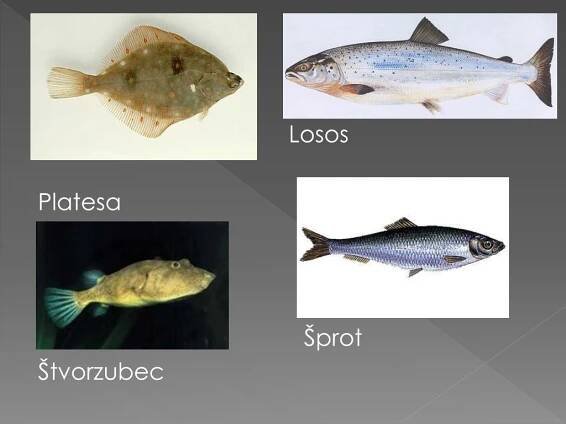 PPT - Morské ryby PowerPoint Presentation, free download - ID:5259246