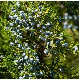 Borievka virginská - Juniperus virginiana - predaj semien - 5 ks