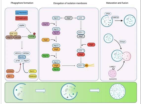 FIGURE 1 | Regulation of the mammalian autophagy. Under low nutrient conditions or starvation, the energy sensor AMPK detects alterations in energy pools (AMP/ATP ratio) inhibiting autophagy repressor mTOR and activating ULK1/2 complex. For phagophore formation, ULK1/2 complex activates the Beclin-1 P13kK-class Ill complex. Additional systems activate (red arrows) or inhibit (blue arrows) the activity and assembly of the complex. The elongation of the isolation membrane requires the participation of two ubiquitin-like conjugation systems. The formation of the Atg12-Atg5-Atg16 complex involves the activity of Atg7 and Atg10. The LC3 requires the participation of Atg4 to hydrolyze LC3 into LC3-|, Atg3 as well as Atg7 for conjugation of LC3-Il to pohosphatidyletanolamine (PE). Phagophore closure is regulated by members of ESCRT, CHMP2A VPS4. In the late steps of maturation and fusion, Dynein participates in the mobilization of autc phagosomes. The fusion of auto phagosomes with lysosomes is mediated by members of the SNARE family. Created by BioRender.com. 
