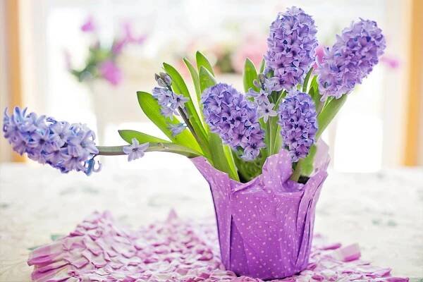 Hyacinty v květináči: v bytě při teplotě 16až 20  stupňů Celsia vydrží květ svěží až 3 týdny, při vyšších teplotách kvetou jen 1 až 2 týdny.