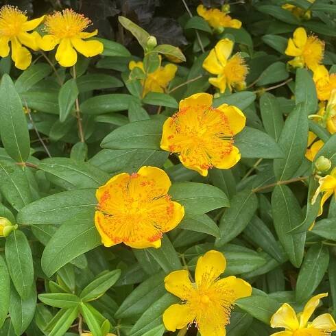 Hypericum calycinum - St. John's Wort (3.5