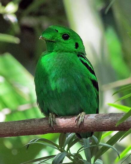 Calyptomenidae