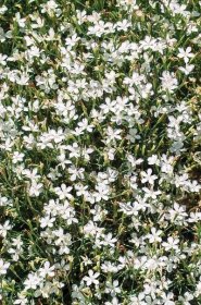 Dianthus deltoides 'White' - Zahradní centrum "Strakovo" s.r.o.
