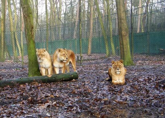 Lvice z holandské Burger's ZOO obohatí lví safari ve Dvoře... | Hradec Králové