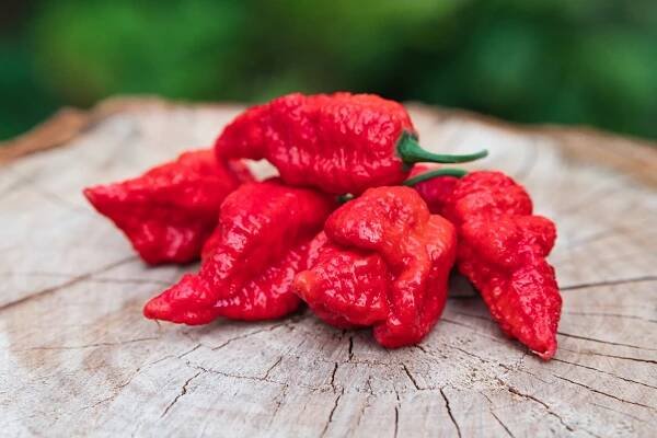 Bubblegum 7 Red Ghost Jami no calyx