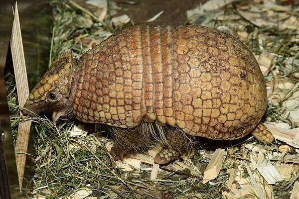 Pásovec na Sv. Kopečku. Olomoucká zoo představila novinku