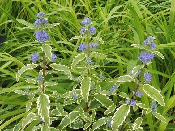 Caryopteris x clandonensis " White Surprise " ® - ořechoplodec, ořechokřídlec Zahradnictví Krulichovi - zahradnictví, květinářství