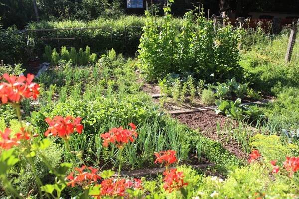 eco bio garden gardening how to start