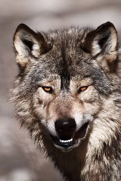 a close up of a wolf's face with it's mouth open