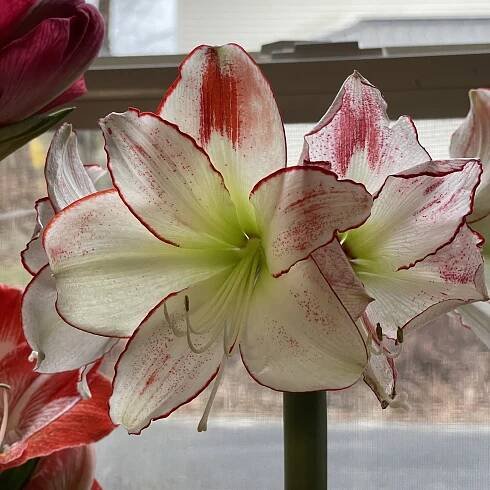 Bulb Care — 328North