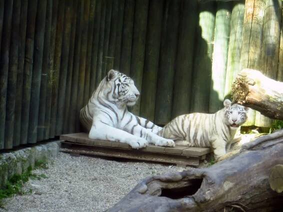 Jeden z posledních domovů pro bílé tygry na světě, to je Zoo Liberec