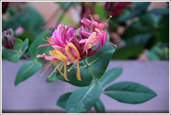 Got My Reservations - Climbing Honeysuckle