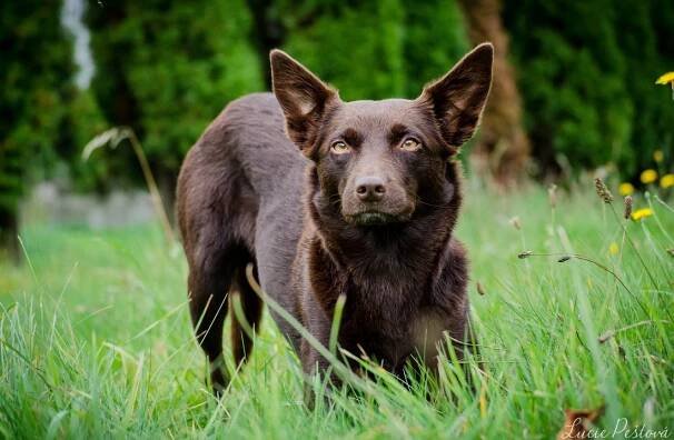 Australská kelpie – aktivní pracant a bavič : PESWEB