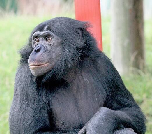 Šimpanz bonobo