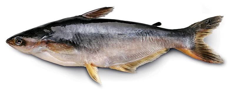 Pangasius - Uzeniny Vsetín - Řeznictví a uzenářství Švirák