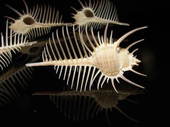 Murex pecten - Přírodniny Vedral