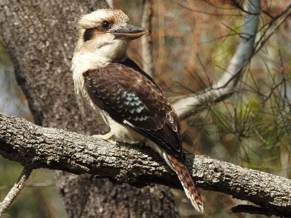  - Laughing Kookaburra
