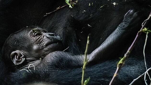 Gorilák Kisumu se v pražské zoo činí. Narodil se mu letos už druhý potomek