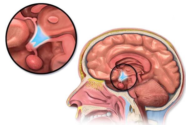 Funkce hypotalamu, anatomie a nemoci / Anatomie a fyziologie