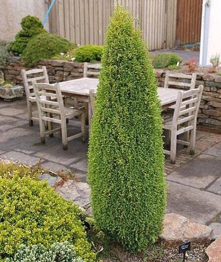 Juniperus vulgaris Hibernica