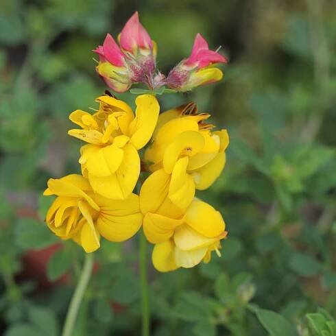 Lotus corniculatus Pleniflorus