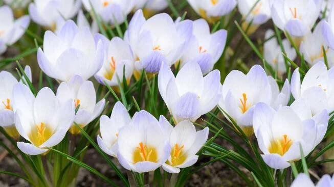 Crocus chrysanthus 'Blue Pearl' flowers
