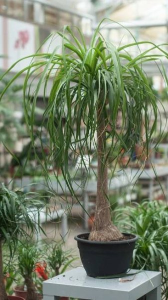 Sloní noha, nolina (Beaucarnea recurvata) 