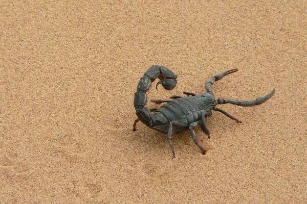Large black scorpion on the sand.