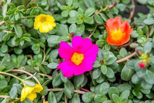 closeup of moss rose flowers