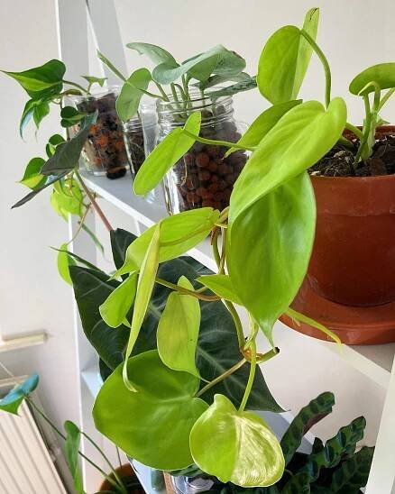 Is Philodendron Lemon Lime Philo toxic to humans and animals?