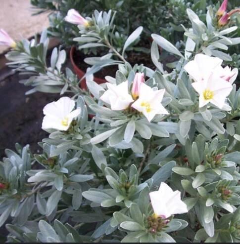 Convolvulus cneorum