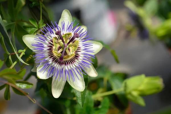 Passiflora caerulea