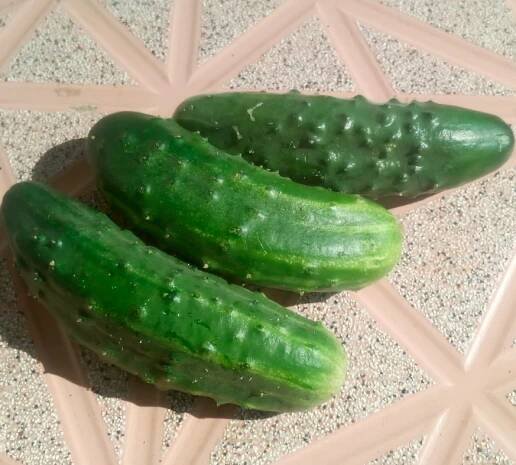 Cucumber Desdemona f1: charakteristika a popis odrůdy, fotografie, recenze