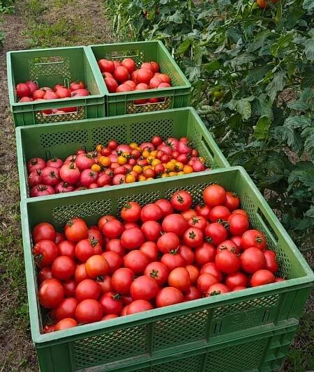 Frische Bio-Produkte direkt vom Hof | Biohof Bohne