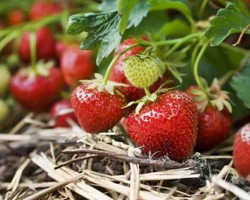 Diskuze - Jak pěstovat jahody ze semen