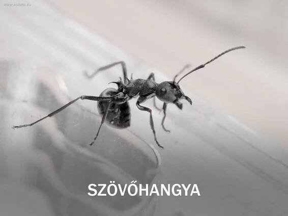 Farmkereső kezdőknek – Mravenčí farma