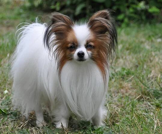 Papillon Dog Breed - Pictures, Information, Temperament, Characteristics