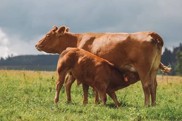 Farma Sedloňov – hovězí z hor
