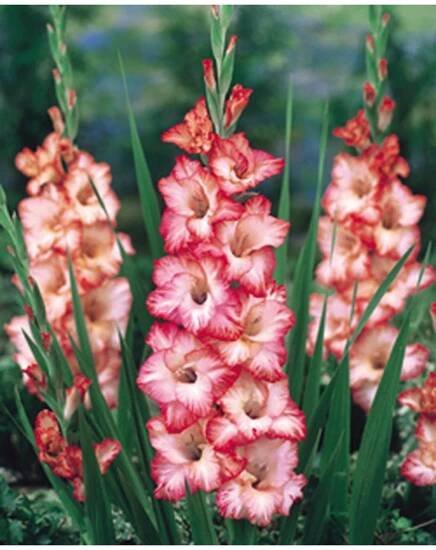 Mečík PINK LADY - gladiolus - Lukon Glads s.r.o.