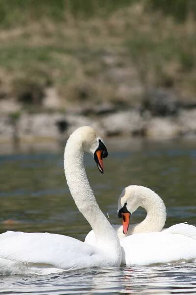 Soubor:Cygnus olor flirt 2.jpg – Wikipedie
