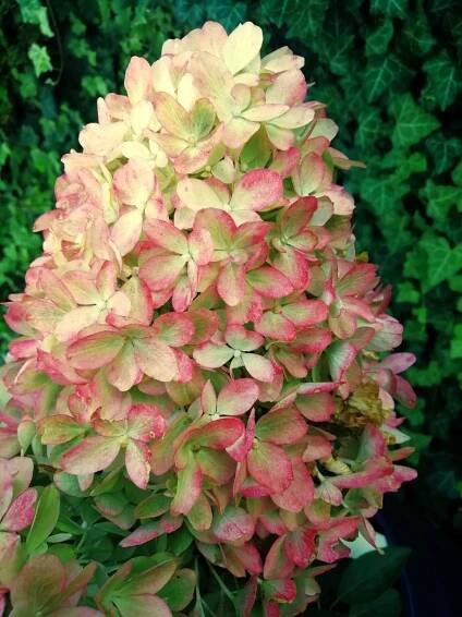 KOMPAKTNÍ, PESTROBAREVNÁ HORTENZIE LATNATÁ - HYDRANGEA PANICULATA - Dům a zahrada