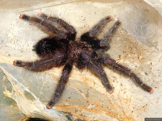 MioSpider