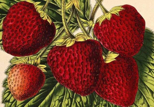 How a French Spy Smuggled the Key to Big Strawberries Out of Chile
