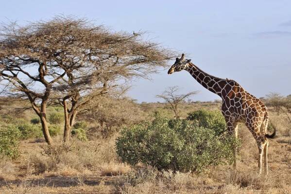 Národní rezervace Samburu - Safari a dovolená v Keni
