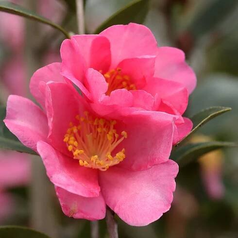Camellia Sasanqua Kanjiro