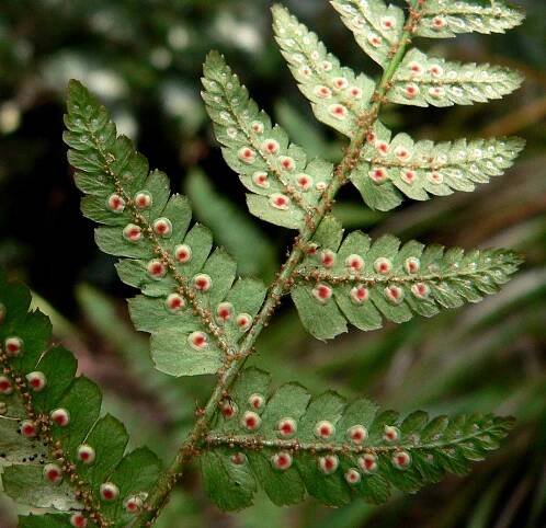 Sporangium