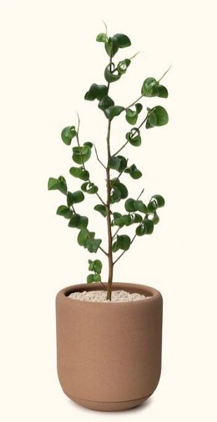 Soilboy 