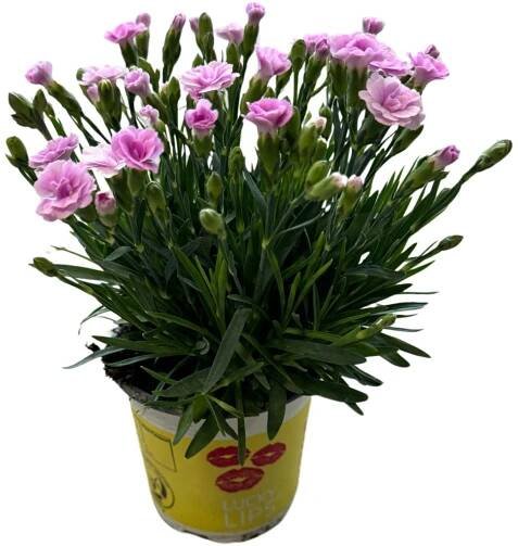 Royal Lemkes Hvozdík (Dianthus hybrid) "Lucky Lips" různé barvy cca pr. 10,5 cm nakoupit u OBI