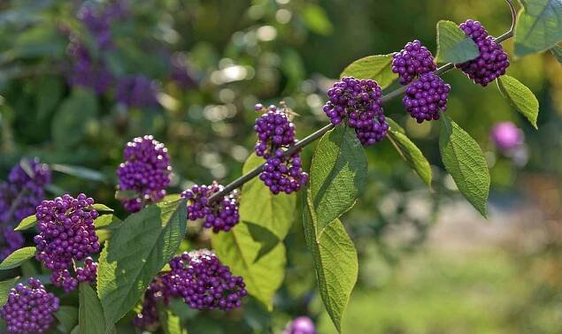 Liebesperlenstrauch (Callicarpa bodinieri var. giraldii ‘Profusion’)